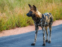 Wilde hond, Zuid-Afrika